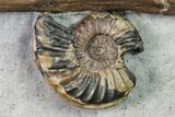 Jurassic Ammonite & Petrified Wood Association - Dorset, England #171275-4